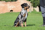Owczarek francuski beauceron puppies
