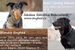 Owczarek francuski beauceron puppies