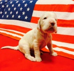 Piękne szczenię Seter angielski z rodowodem (FCI)