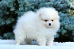 Pomeranian puppies with pedigree