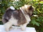 Pomeranian / Szpic