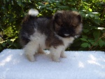 Pomeranian / Szpic