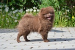 Pomeranian with pedigree