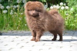 Pomeranian with pedigree