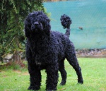 Portugalski pies wodny 