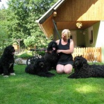 Portugalski pies wodny 