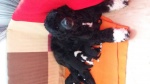 Portuguese Water Dog