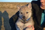 Puppies Czechoslovakian wolfdog kennel Gribedyr