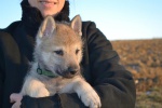 Puppies Czechoslovakian wolfdog kennel Gribedyr