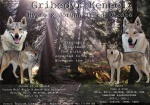Puppies Czechoslovakian wolfdog kennel Gribedyr