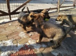 Puppies German Shepherd Dog for sale