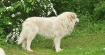Pyrenean mountain dog - puppies