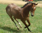 QH stallion 