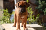 Rhodesian Ridgeback FCI puppies taking August 2017