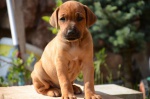 Rhodesian Ridgeback FCI puppies taking August 2017