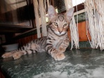 Savannah pure breed kittens 