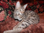 Savannah pure breed kittens F5 SBT