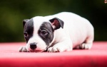Staffordshire Bullterrier