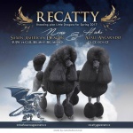 Standard Poodle with pedigree, color black