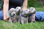The Weimaraner Puppies