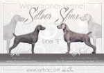 The Weimaraner Puppies