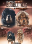 Tibetan Mastiff (Do-Khyi)