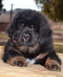 Tibetan Mastiff puppies with pedigree