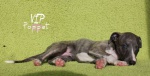 WHIPPET- ostatnia szansa, doskonały rodowód