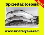 Zajmujemy się wyłącznie sprzedażą łososia polskiego.