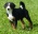 Appenzeller cattle dog puppies with FCI pedigree