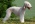 Bedlington terrier