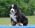 Bernese mountain dog - puppies with FCI pedigree