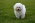 Bichon Frisé with pedigree