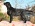 Flat Coated Retriever puppies – Perfect mating!