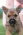 Norwich terrier