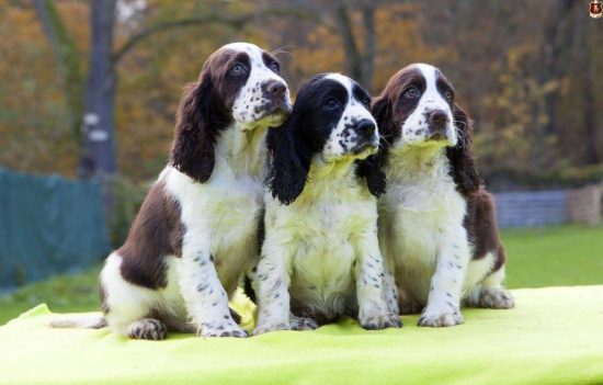 English Springer Spaniel with pedigree