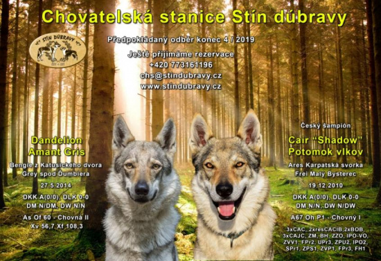Rezerwacje szczeniąt czechosłowackiego wilczaka