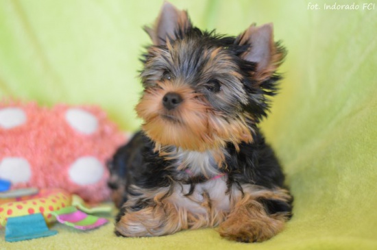 Yorkshire Terrier - suczki z metrykami FCI (ZKwP)