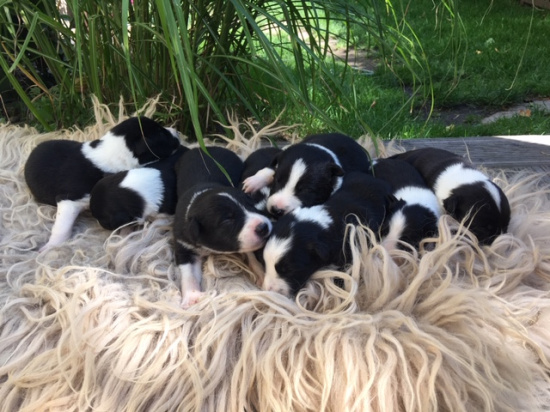 Szczeniaki Border Collie na sprzedaż