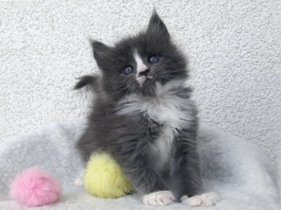 Maine Coon kocięta