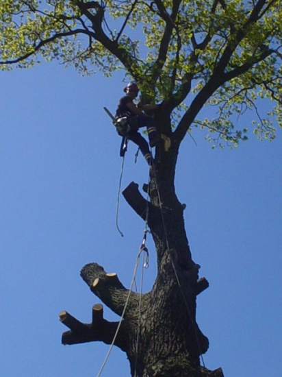 Fachowo Wycinka Pielęgnacja Drzew Grasspol 508 508 938